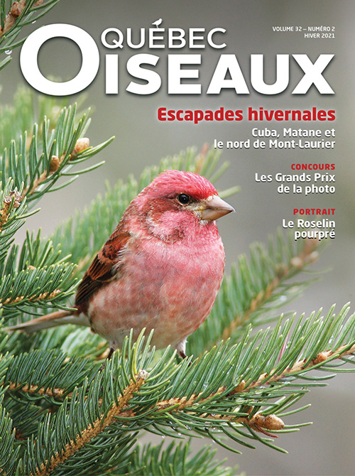 Québec oiseaux