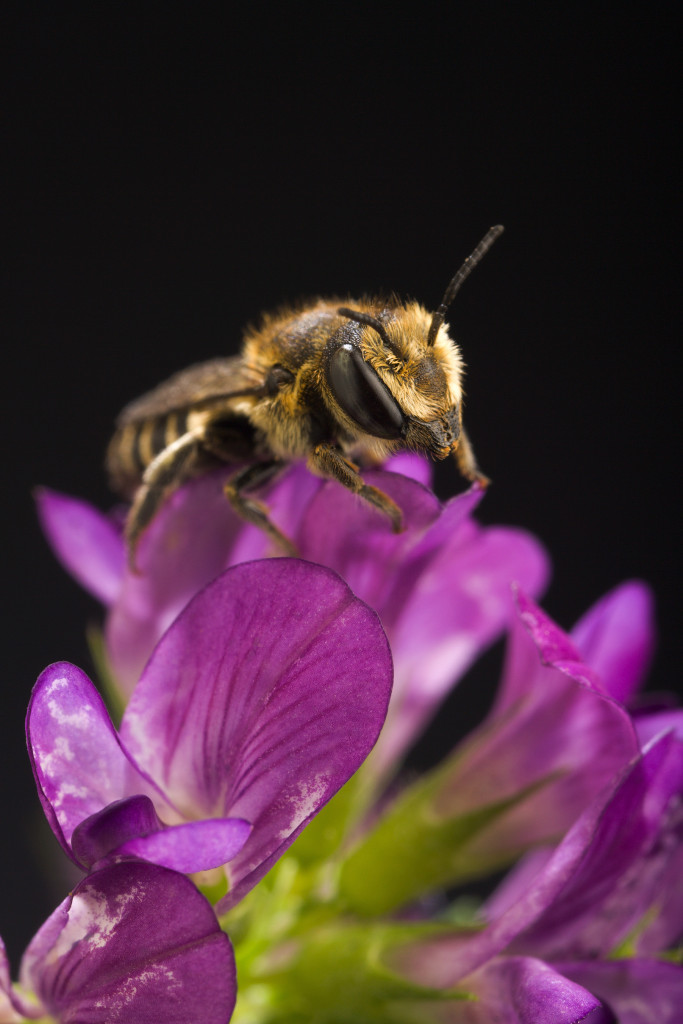 Nids d’abeilles nouveau genre