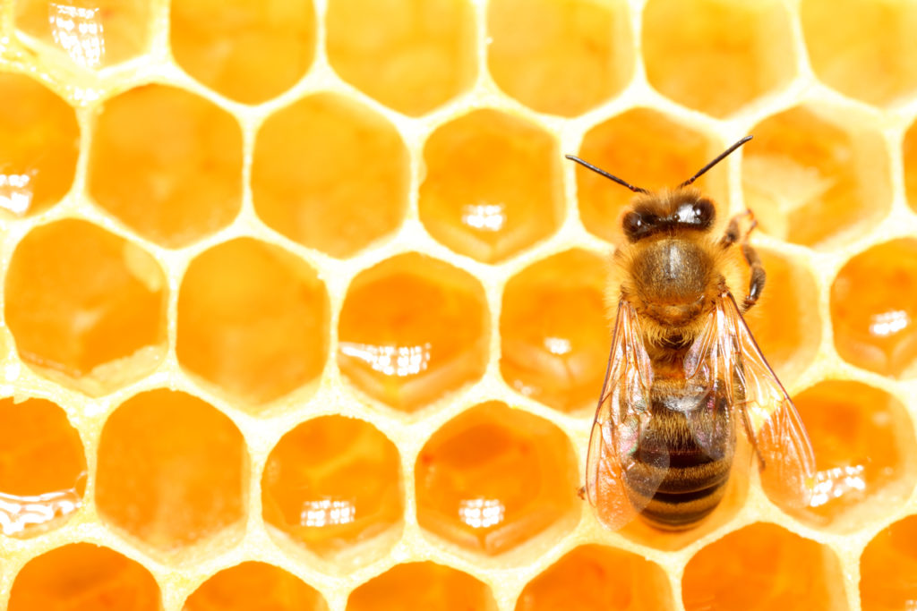 Comment les abeilles fabriquent du miel ?