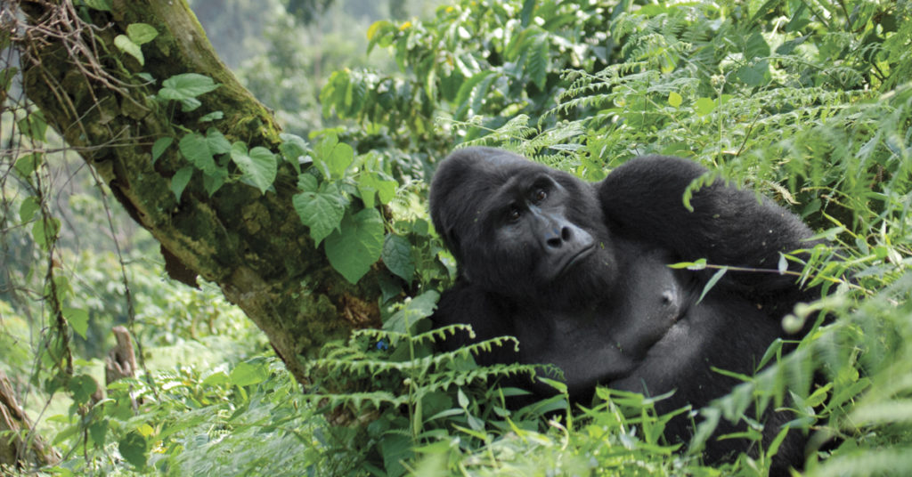 Comment protéger globalement la biodiversité?