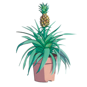 Fais pousser ta plante ananas!