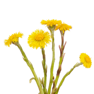 Carnet nature : le tussilage et le pissenlit