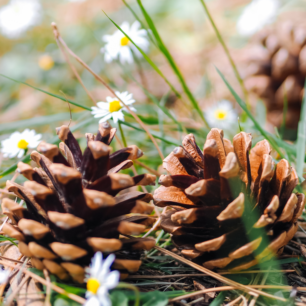 Carnet nature : ta station météo cocotte!