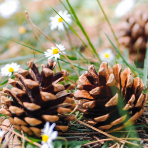 Carnet nature : ta station météo cocotte!