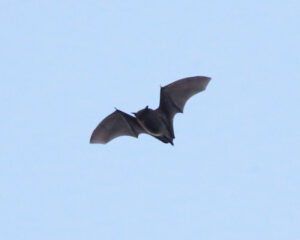 Chauves-souris : le quiz!