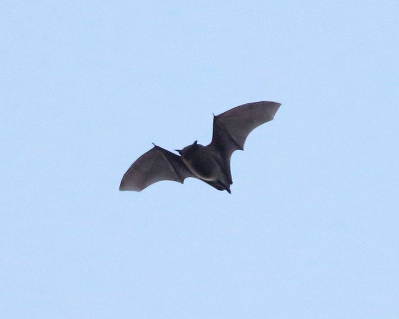 Chauves-souris : le quiz!